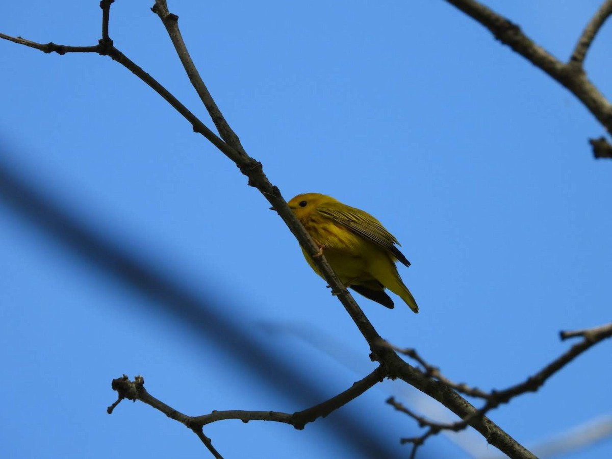 Yellow Warbler - ML621042084