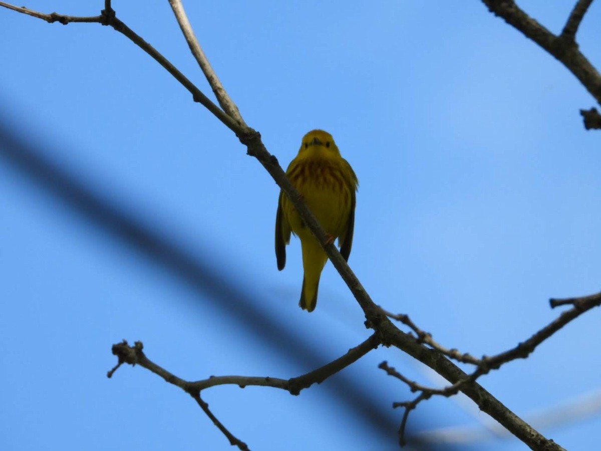 Yellow Warbler - ML621042091
