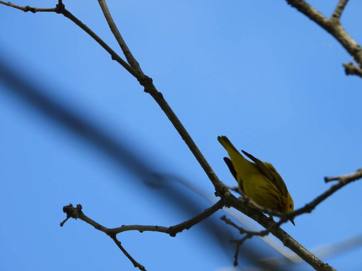 Yellow Warbler - ML621042096