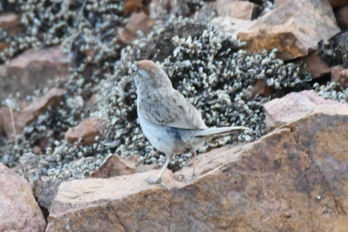 Rufous-crowned Sparrow - ML621042108