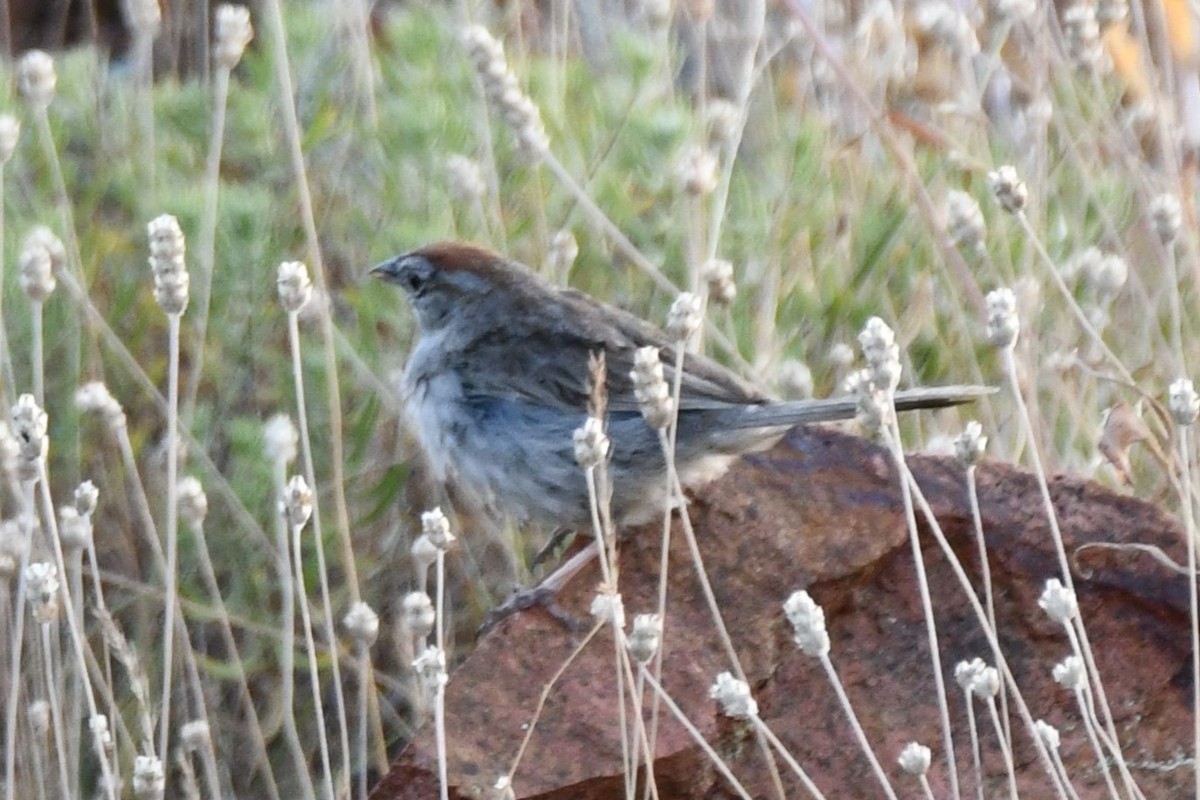 Rufous-crowned Sparrow - ML621042113