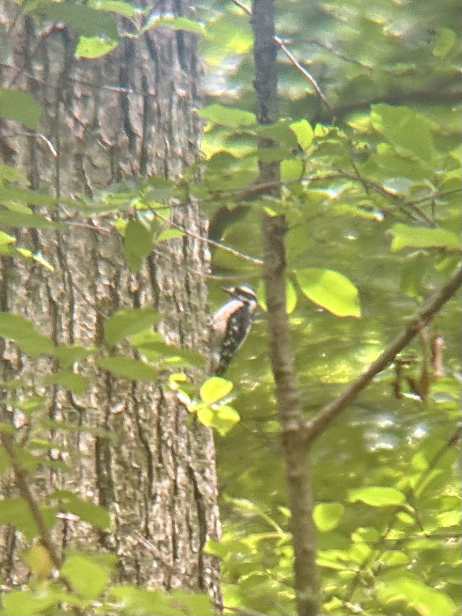 Downy Woodpecker - ML621042124