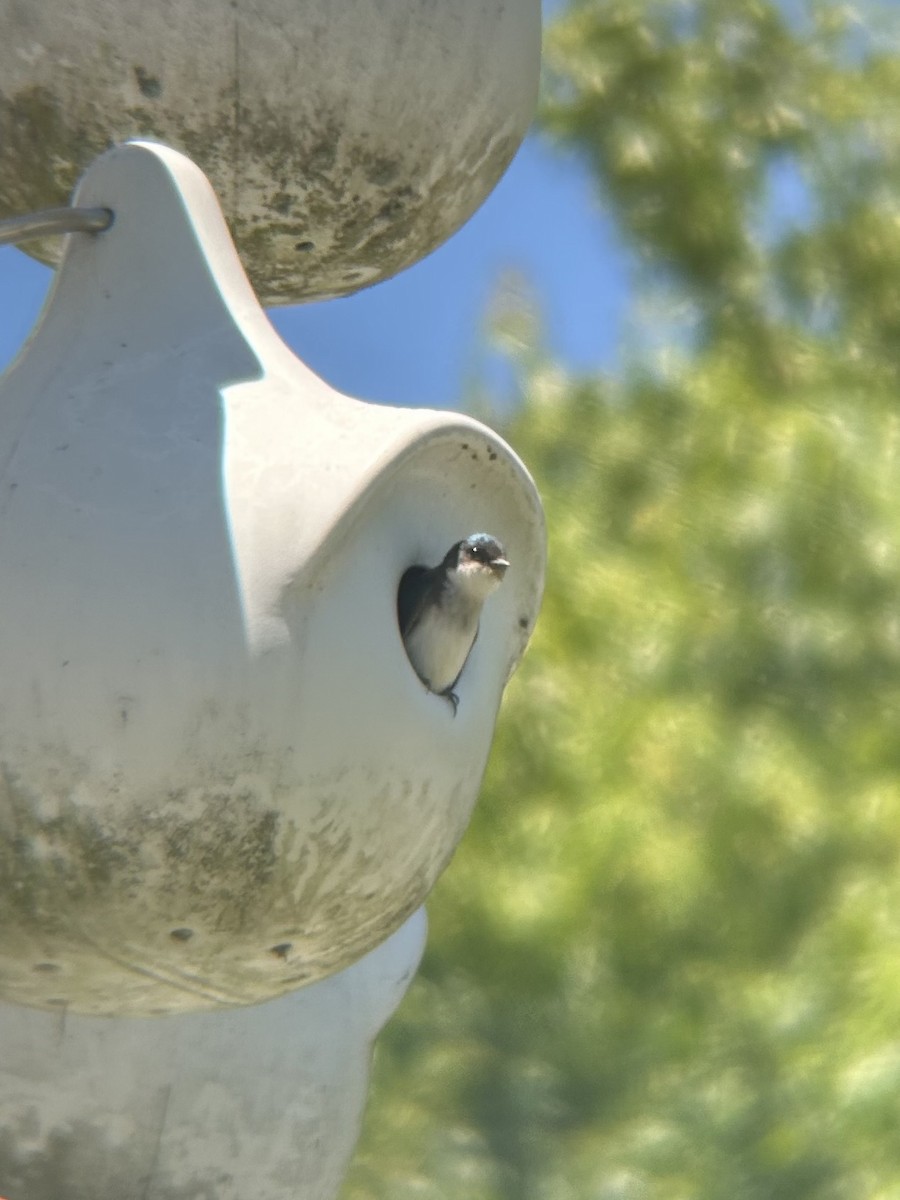 Tree Swallow - ML621042130