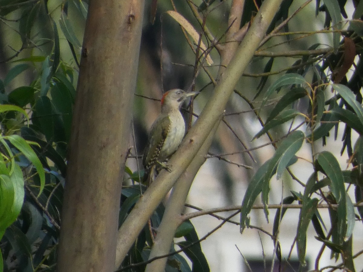 Iberian Green Woodpecker - ML621042147