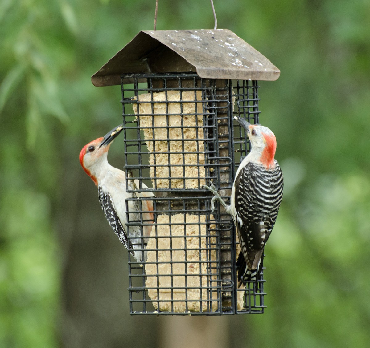 Red-bellied Woodpecker - ML621042167