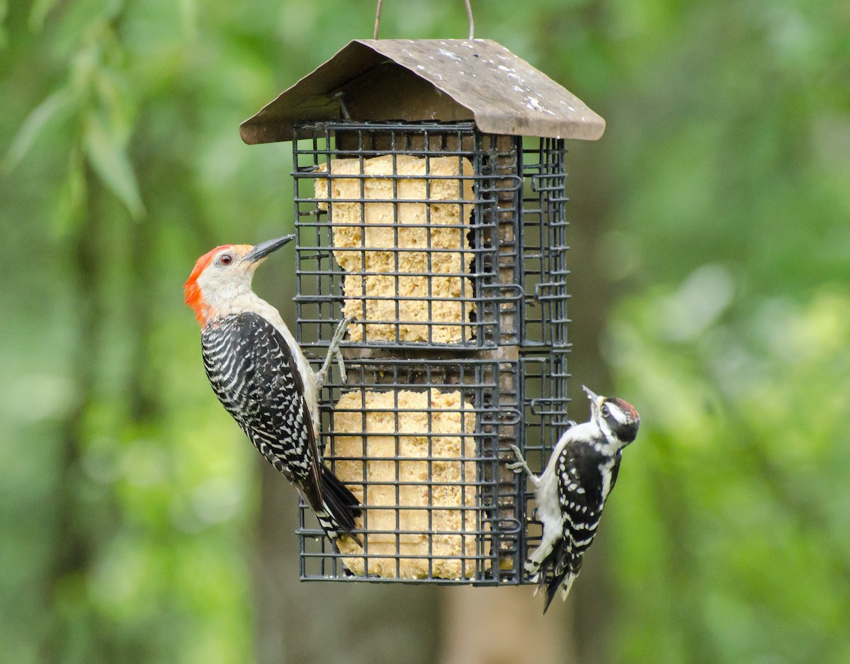Red-bellied Woodpecker - ML621042168
