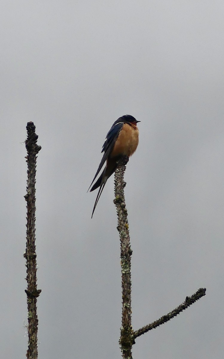 Barn Swallow - ML621042181