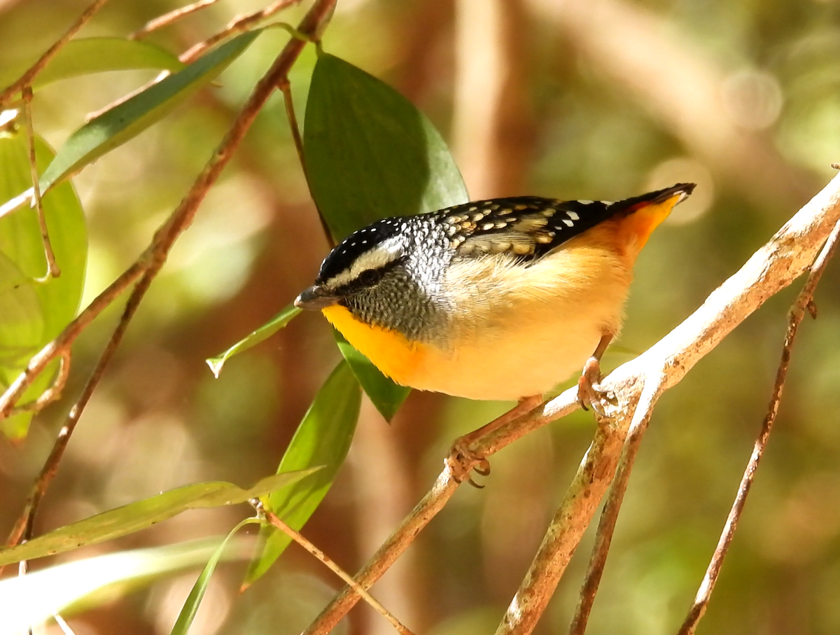Spotted Pardalote - ML621042223
