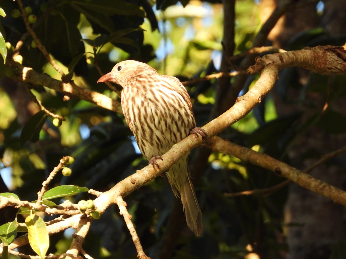 Australasian Figbird - ML621042229