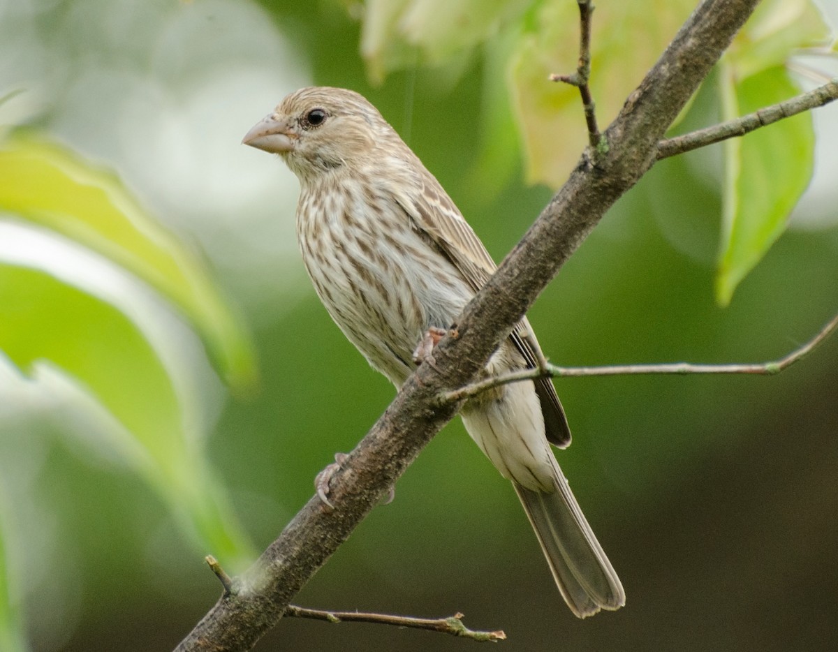 House Finch - Jack and Shirley Foreman