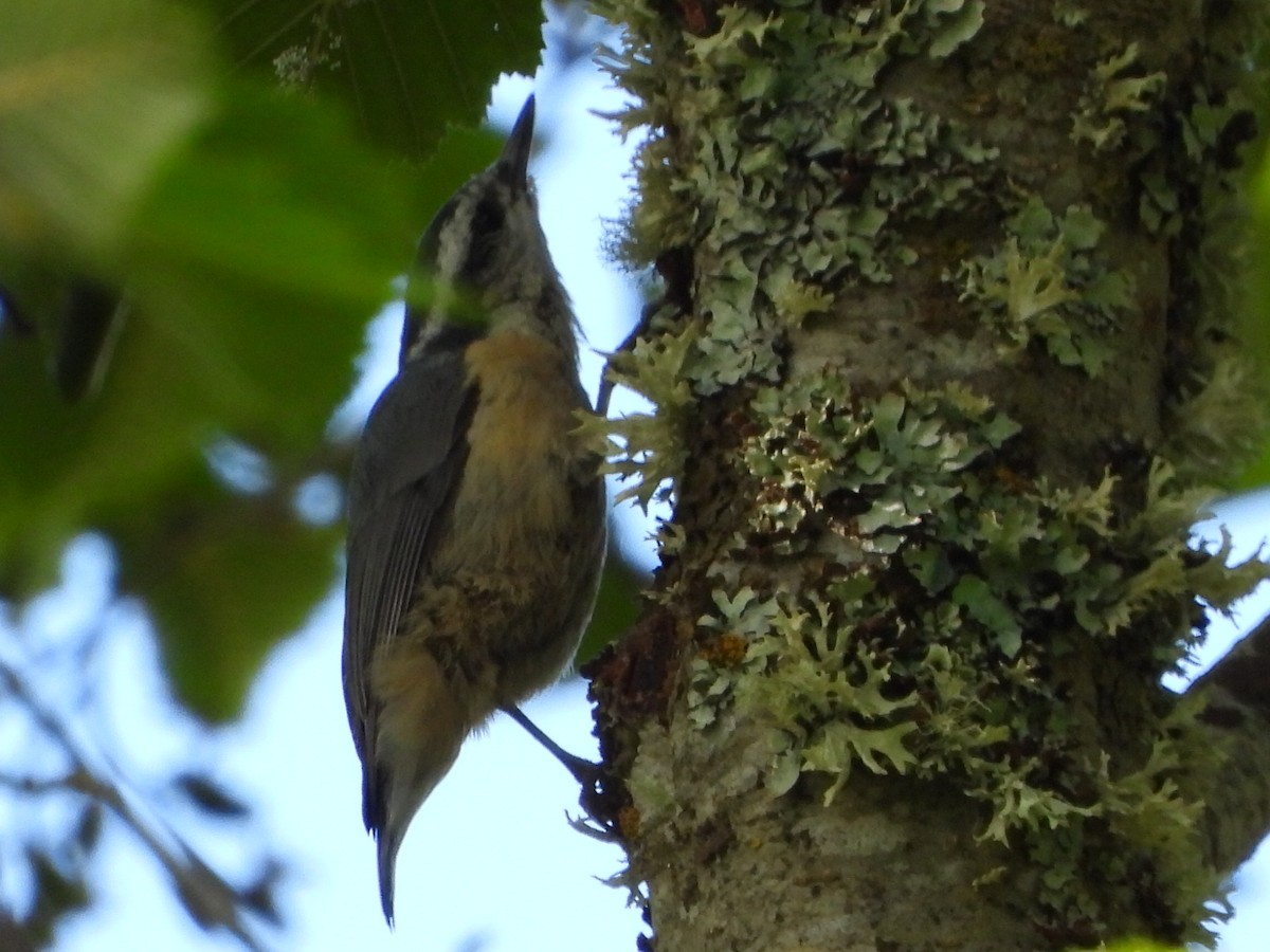 Red-breasted Nuthatch - ML621042238
