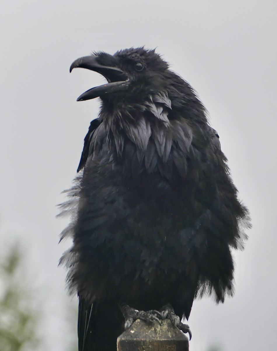 Common Raven - ML621042255