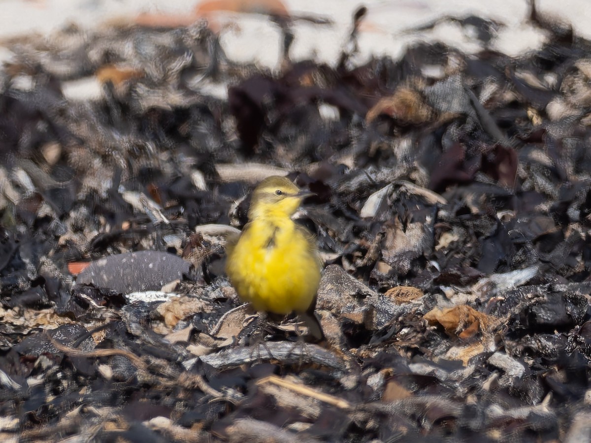 Western Yellow Wagtail (flavissima) - ML621042268