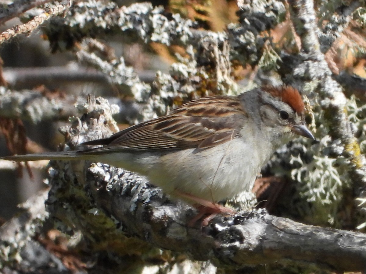 Chipping Sparrow - ML621042274