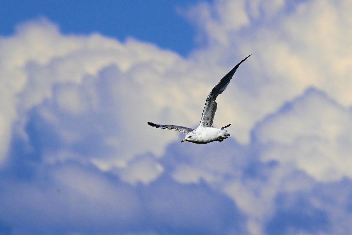 Ring-billed Gull - Anonymous