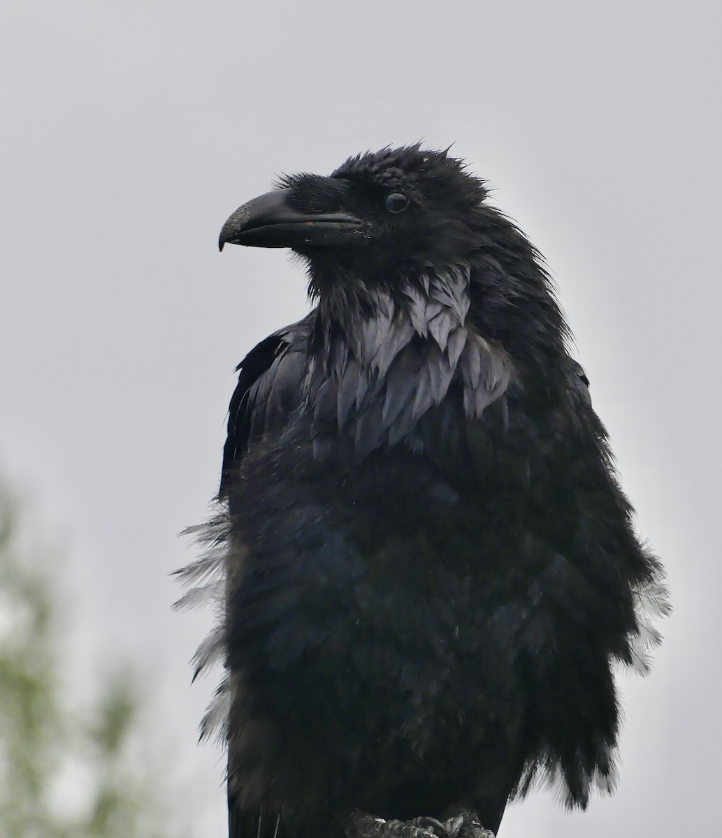 Common Raven - ML621042277