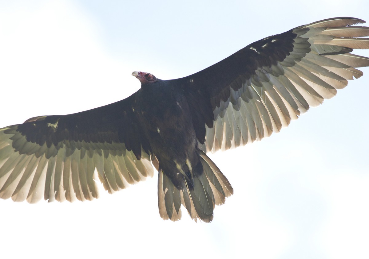 Turkey Vulture - ML621042289