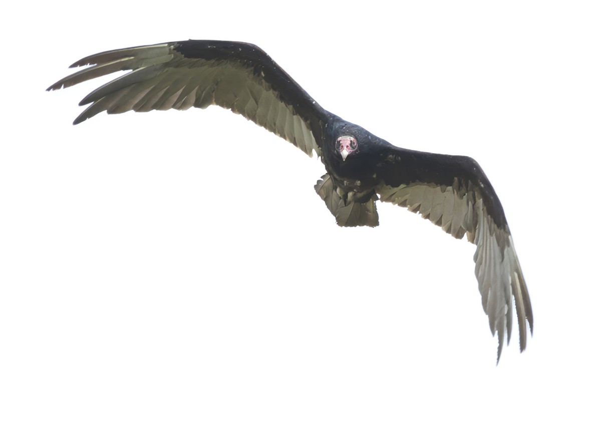 Turkey Vulture - ML621042296