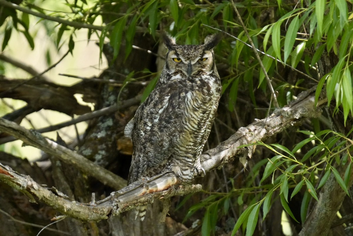 Great Horned Owl - ML621042313