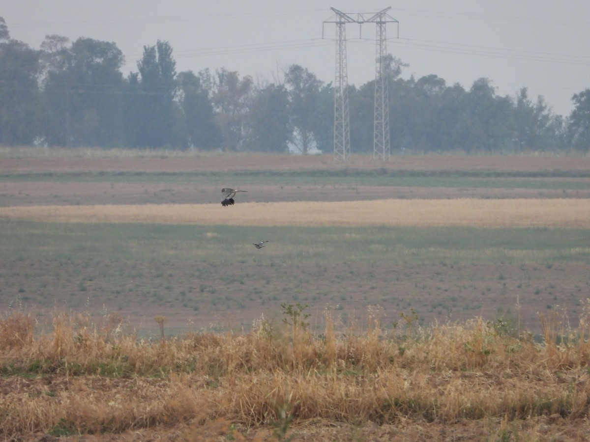 Hen Harrier - ML621042340