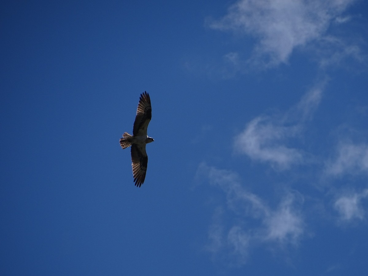 Osprey - ML621042402