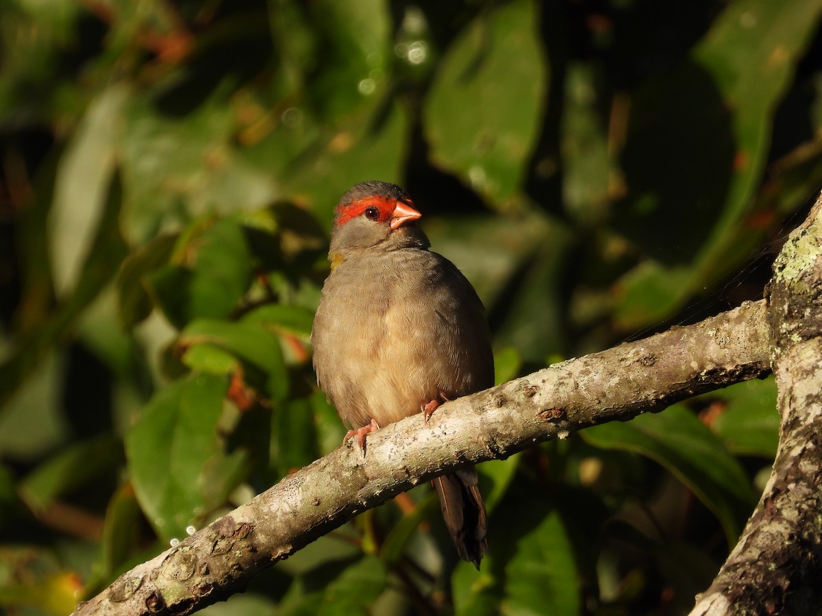 Red-browed Firetail - ML621042434