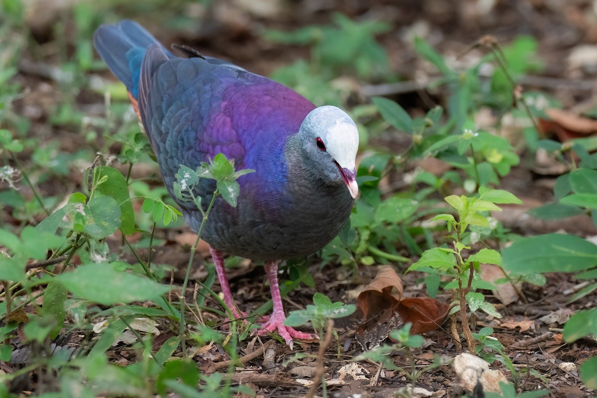 Gray-fronted Quail-Dove - Yeray Seminario