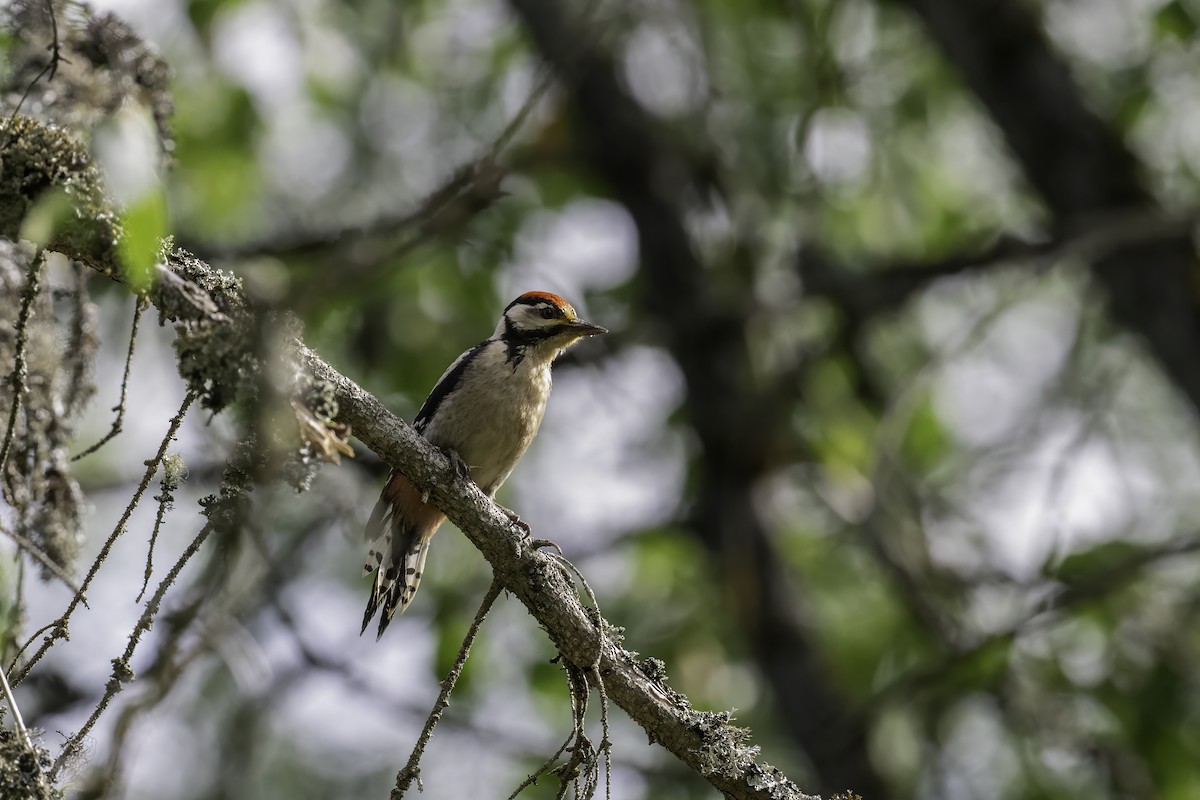 Great Spotted Woodpecker - ML621042476