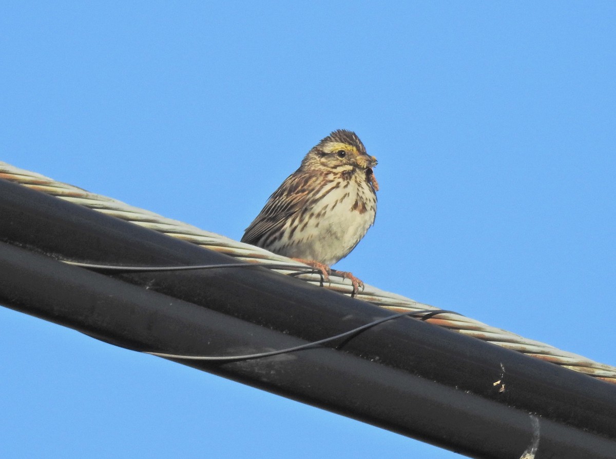 Savannah Sparrow - ML621042554