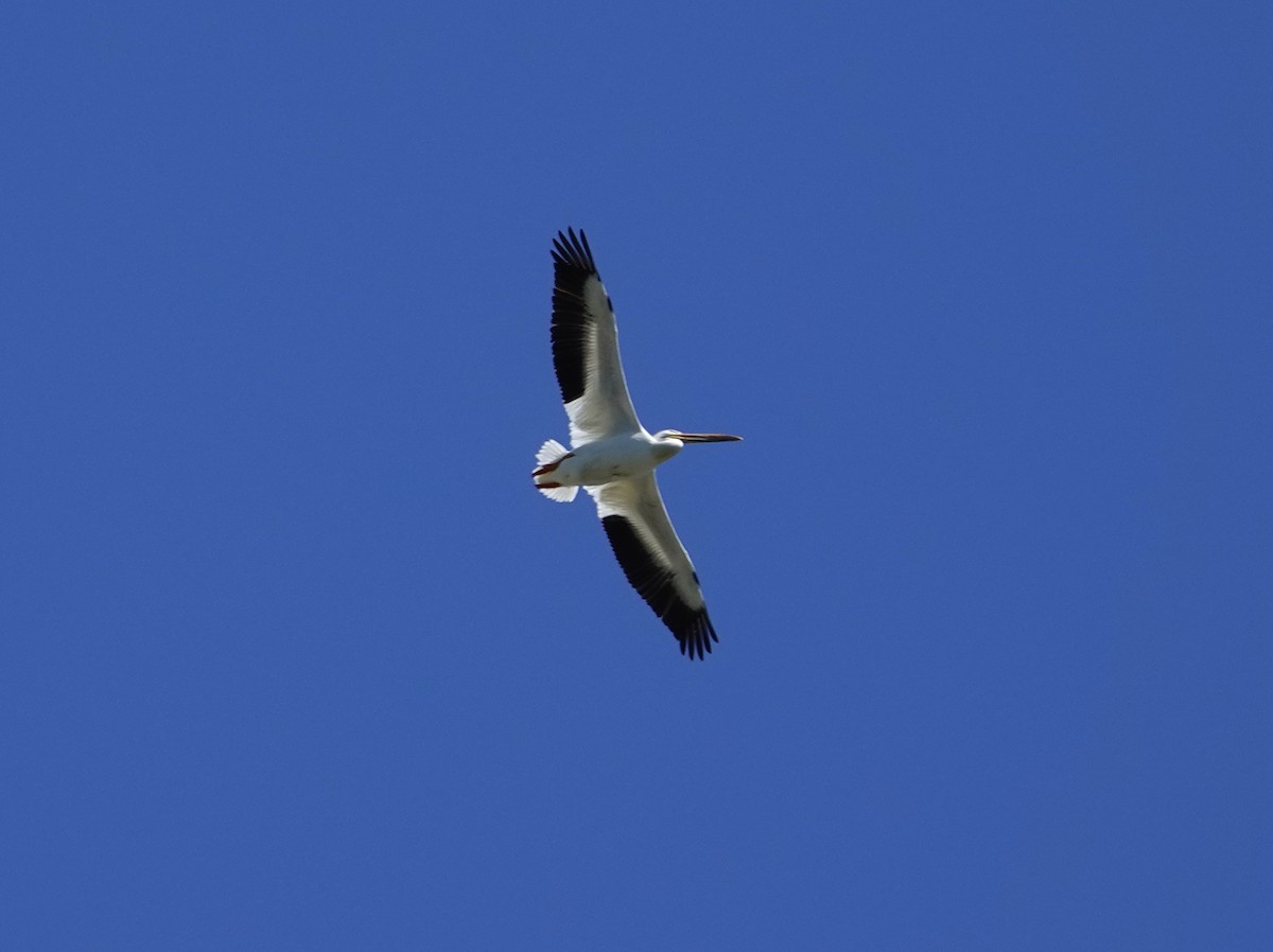 American White Pelican - ML621042566