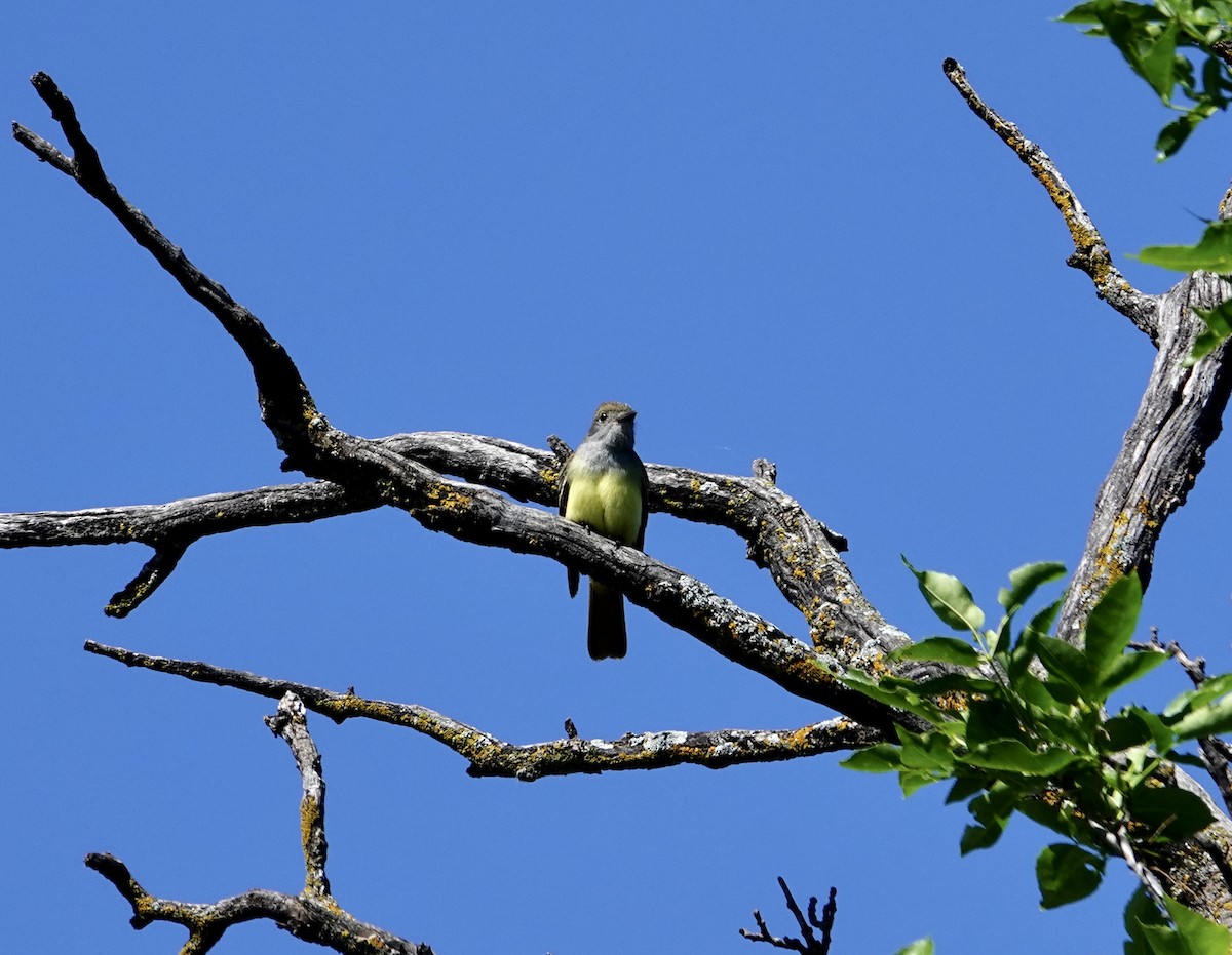 Great Crested Flycatcher - ML621042582