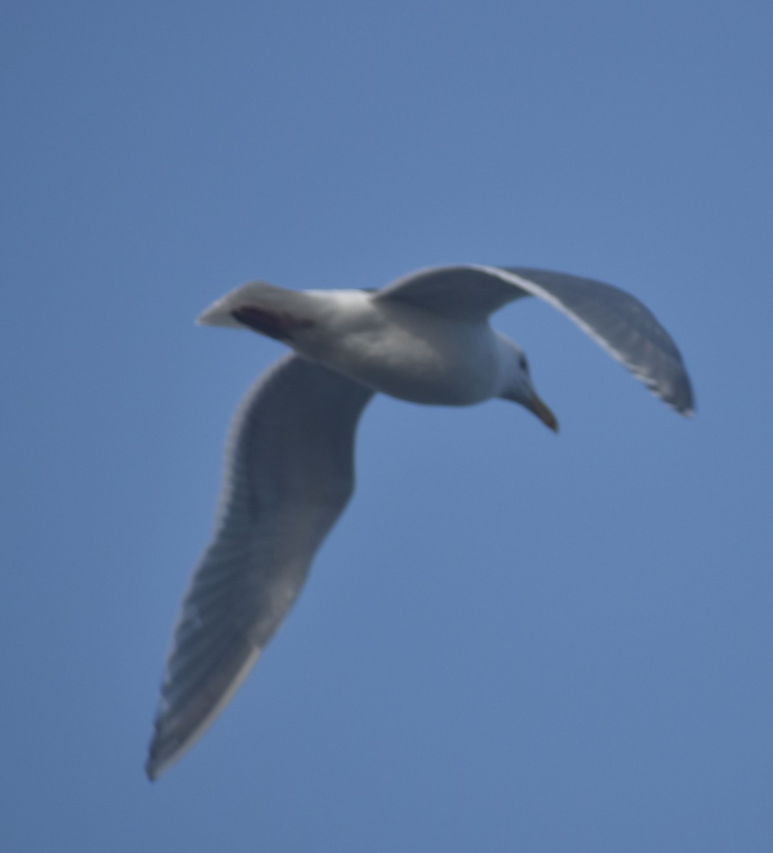 Western x Glaucous-winged Gull (hybrid) - ML621042583
