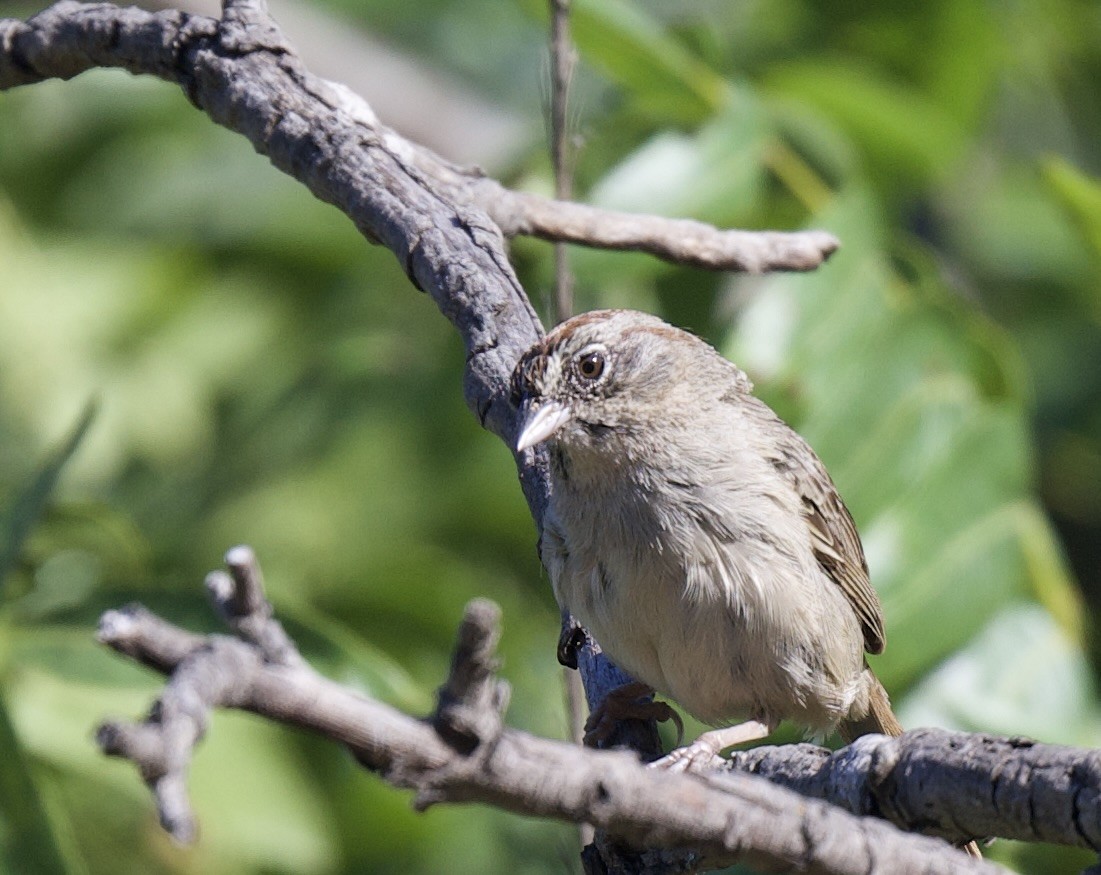 Rufous-crowned Sparrow - ML621042619