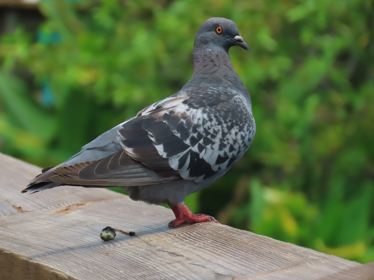 Rock Pigeon (Feral Pigeon) - ML621042623