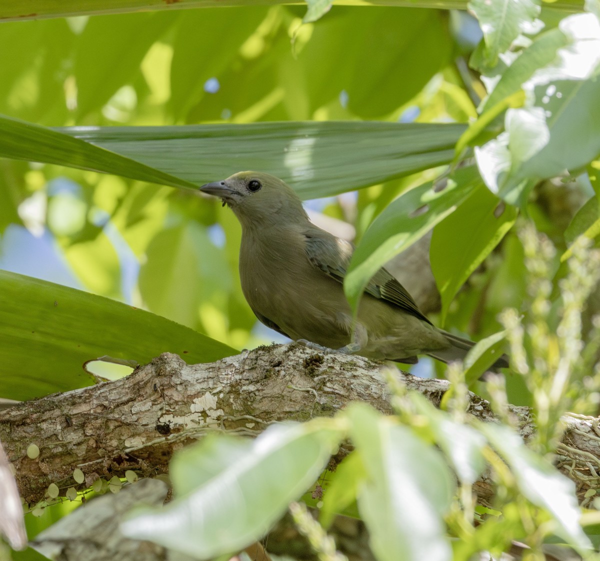Palm Tanager - ML621042663