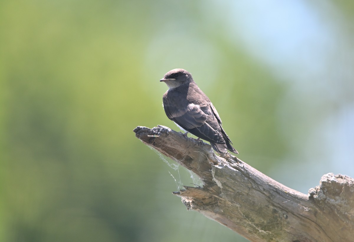 Northern Rough-winged Swallow - ML621042684