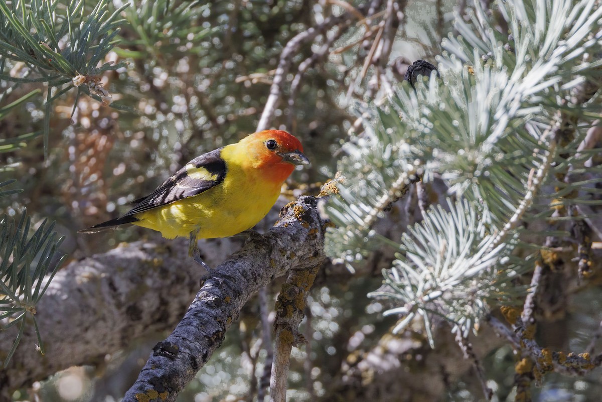 Western Tanager - ML621042694