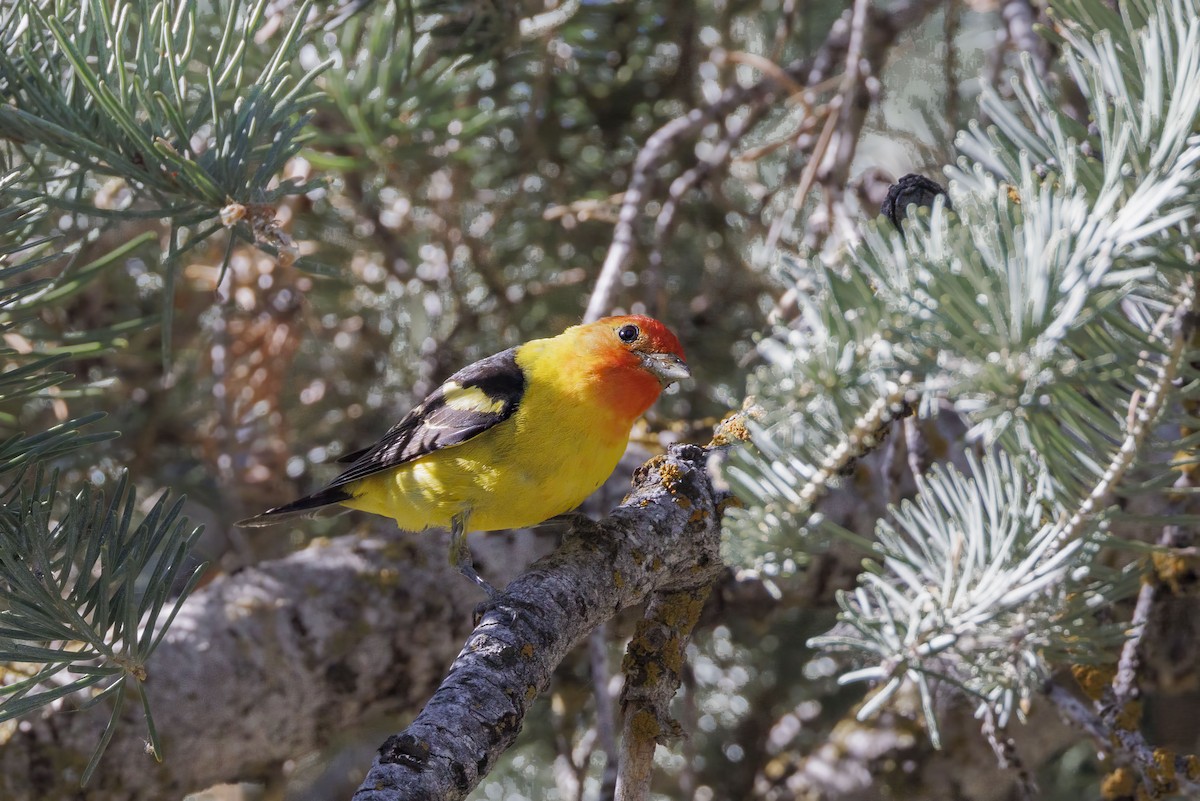 Western Tanager - ML621042695