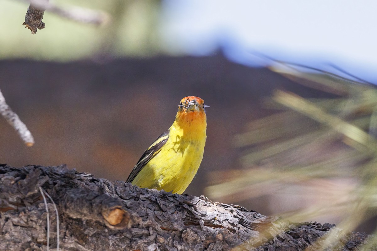 Western Tanager - ML621042696