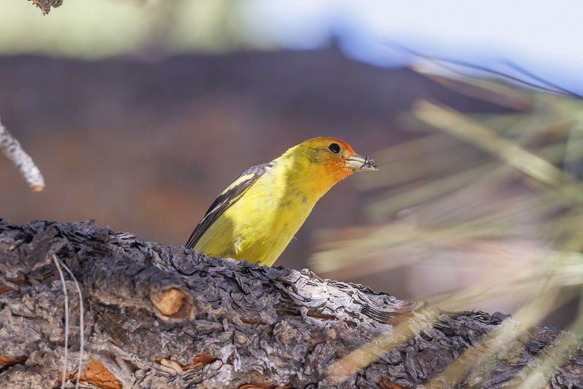 Western Tanager - ML621042697