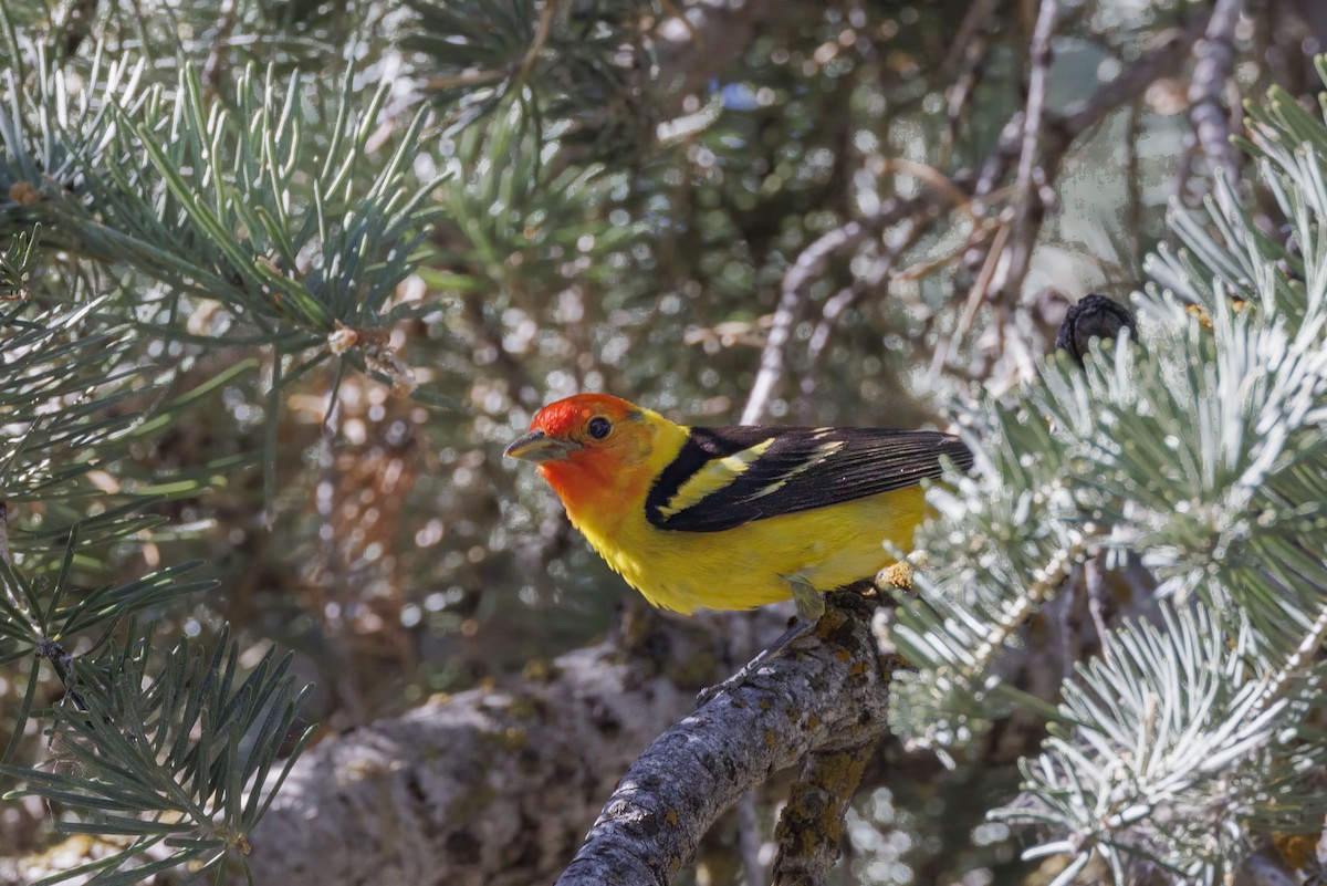 Western Tanager - ML621042699