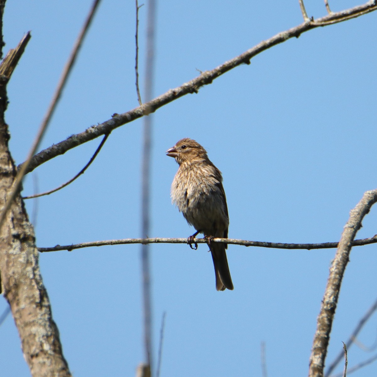 House Finch - ML621042700