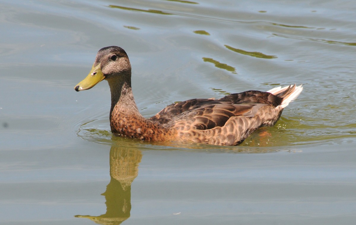 Canard colvert - ML621042709