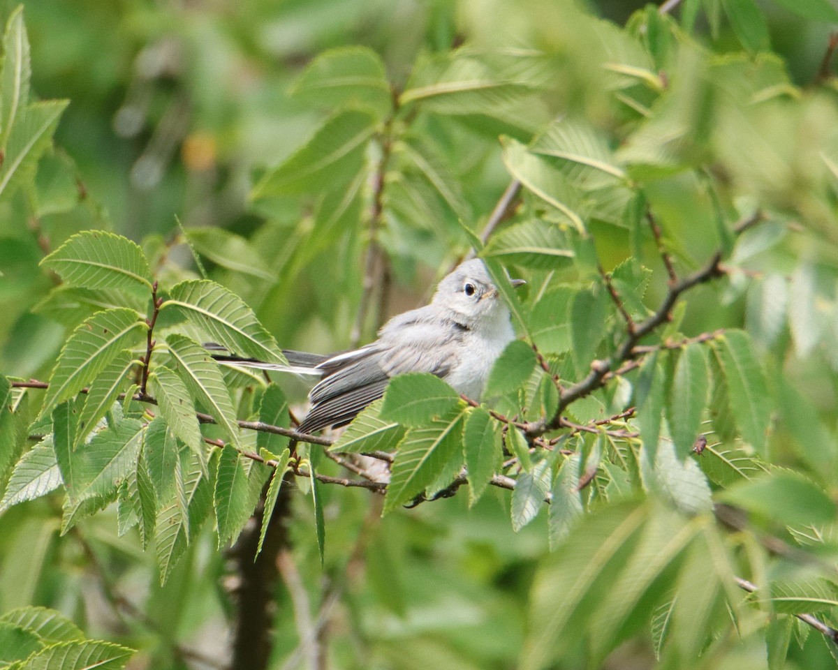Blue-gray Gnatcatcher - ML621042714
