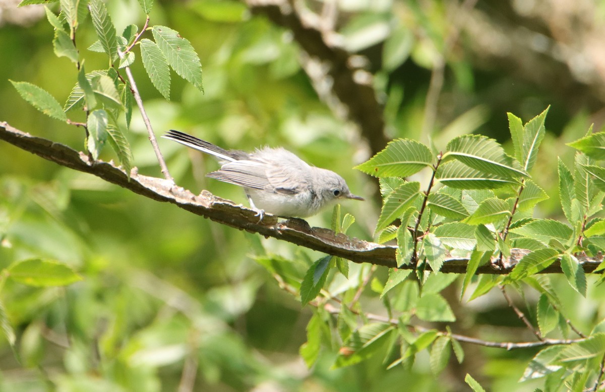 Blue-gray Gnatcatcher - ML621042715