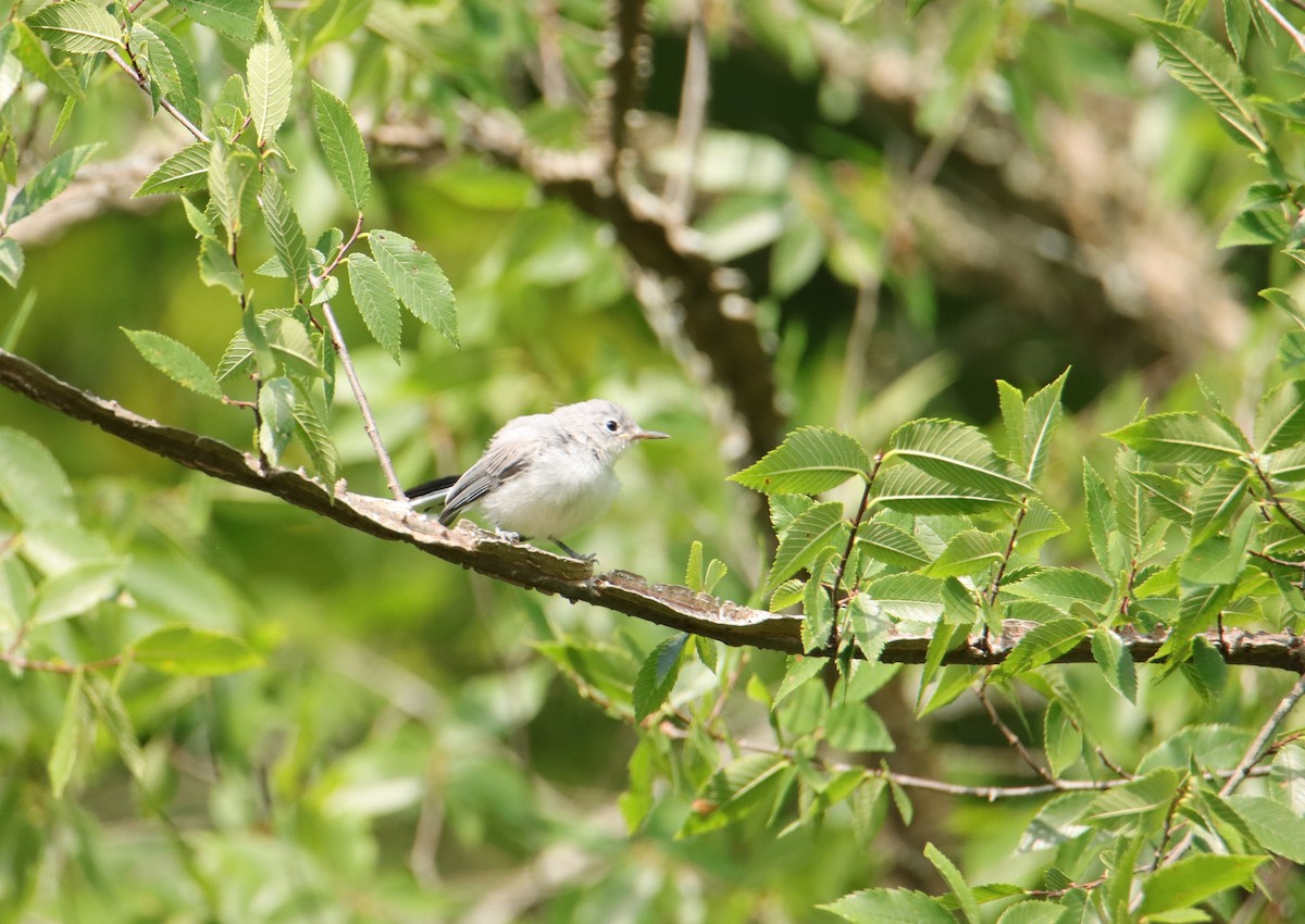 Blue-gray Gnatcatcher - ML621042716