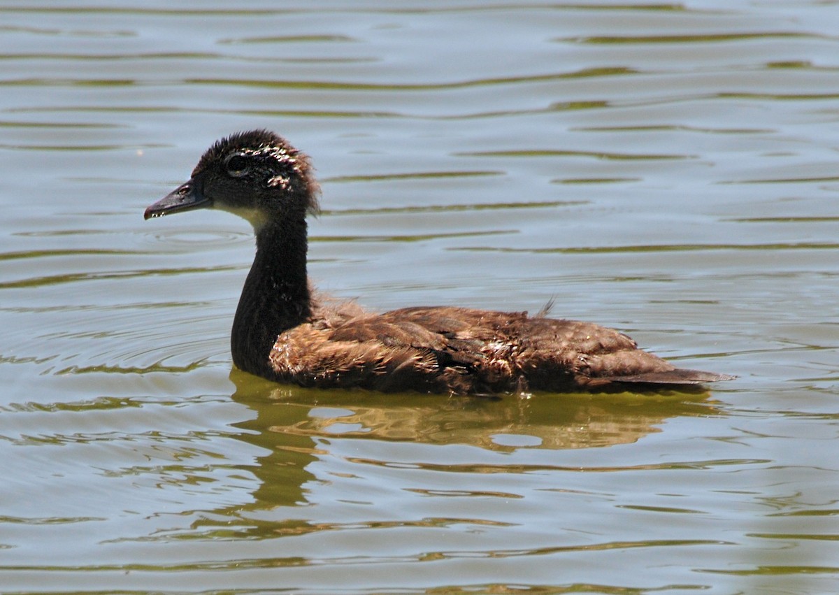 anatidé sp. (canard sp.) - ML621042722