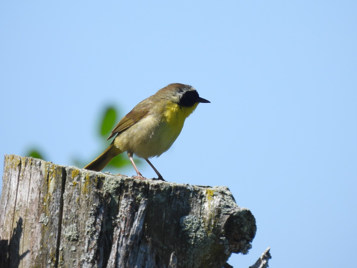 Common Yellowthroat - ML621042771