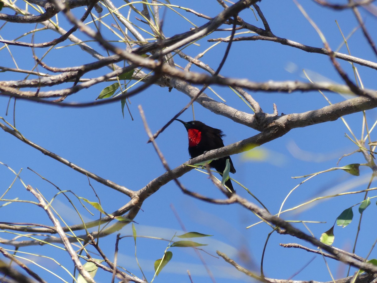 Scarlet-chested Sunbird - Guy RUFRAY
