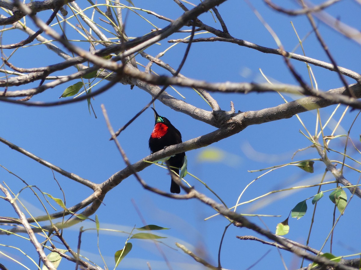 Scarlet-chested Sunbird - ML621042921